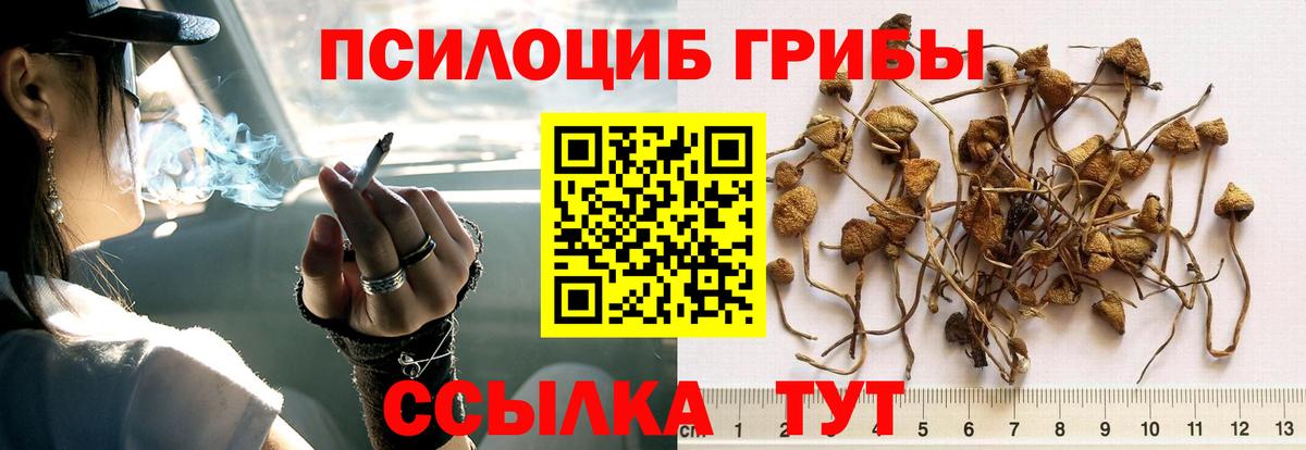 Псилоцибиновые грибы MAGIC MUSHROOMS  Вход с VPN  Ефремов 